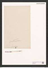 Surirella lomis A. Schm. (de-Toni-Nr.: Genus 53, Species 2397) Zeichnungen Sammlung Grunow (NHMW-BOT-W0372954)